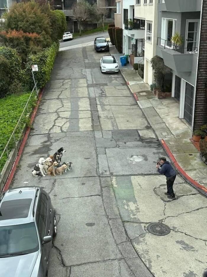 A person taking a picture of a group of dogs sitting randomly on a c*****d city street, showcasing funny animal moments.