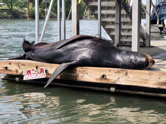 Sea Lion At The Old Sacramento Waterfront. They Are Massive