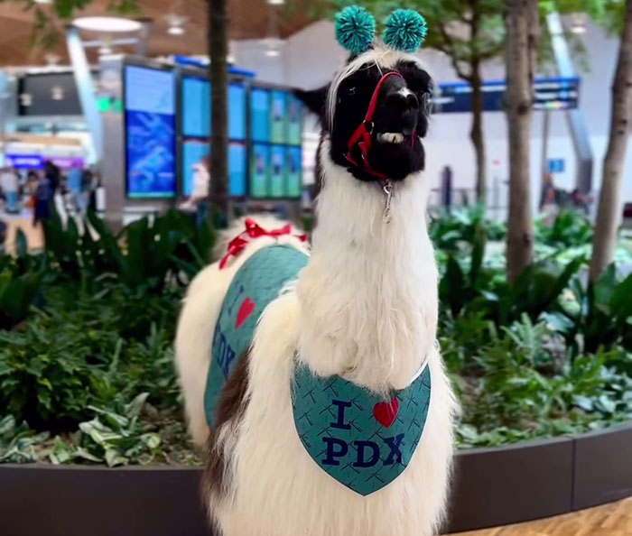People Online Are Suddenly In Love With Portland Airport After Discovering They Have Therapy Llamas