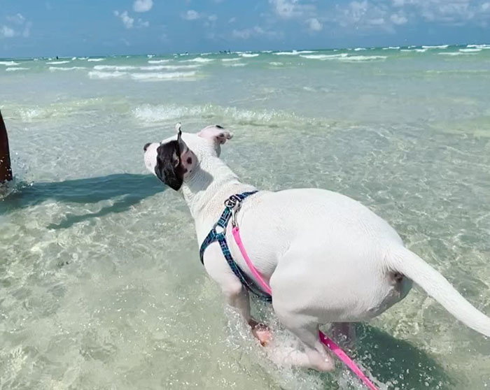 Puppy Is Frozen By Rare Disease, Recovers And Takes First Steps Despite Nobody Believing Puppy Is Frozen By Rare Disease, Recovers And Takes First Steps Despite Nobody Believing