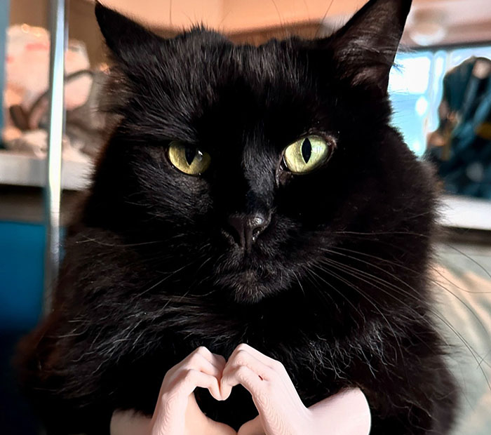 Vet Gets Bitten By A Cat During Appointment, Receives A Wholesomely Funny Apology Card From Her