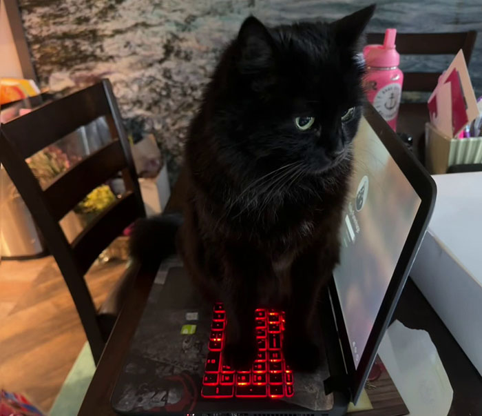 Vet Gets Bitten By A Cat During Appointment, Receives A Wholesomely Funny Apology Card From Her