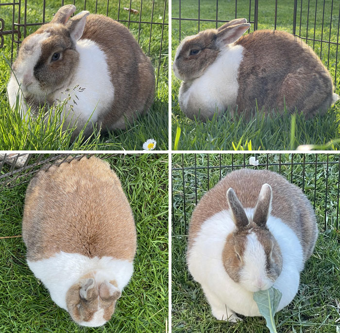 That's My Bunny, Billy. He Is Two Years Old And An Absolute Machine. He Is Big And Weighs Around 2.5 Kg