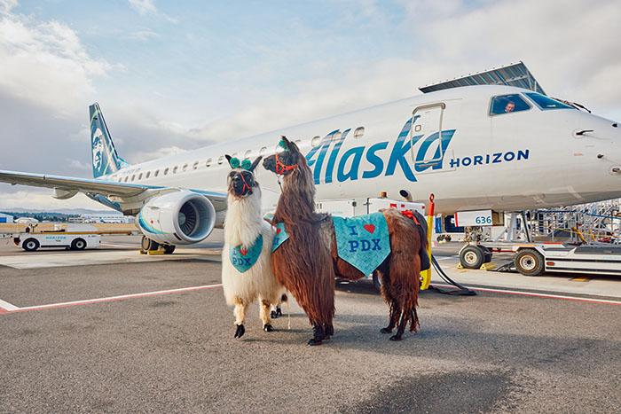 People Online Are Suddenly In Love With Portland Airport After Discovering They Have Therapy Llamas