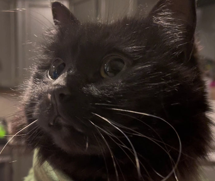 Vet Gets Bitten By A Cat During Appointment, Receives A Wholesomely Funny Apology Card From Her