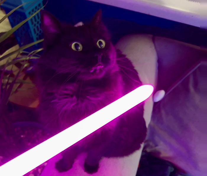 Vet Gets Bitten By A Cat During Appointment, Receives A Wholesomely Funny Apology Card From Her