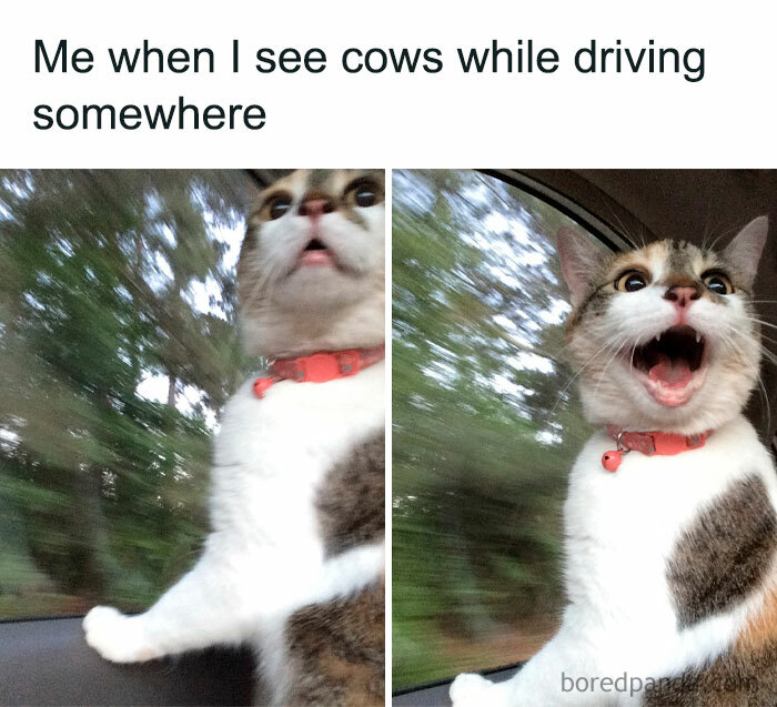 A funny meme of a surprised cat looking out the car window.