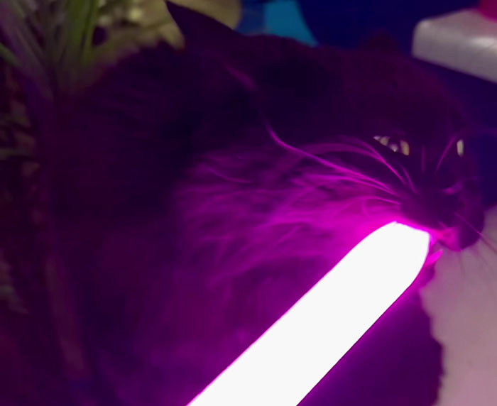 Vet Gets Bitten By A Cat During Appointment, Receives A Wholesomely Funny Apology Card From Her