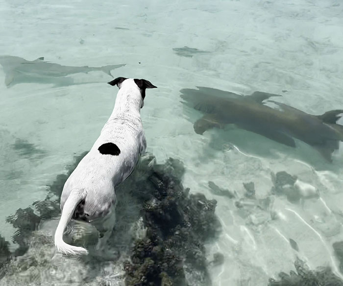 Dog Finds An Unlikely Best Friend In A Wild Nurse Shark, Goes Viral As Everybody Online Loves It
