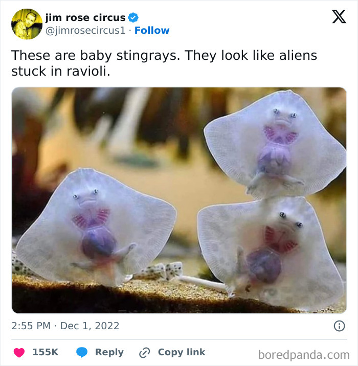 Funny-Random-Memes-Thehilarious-Ted