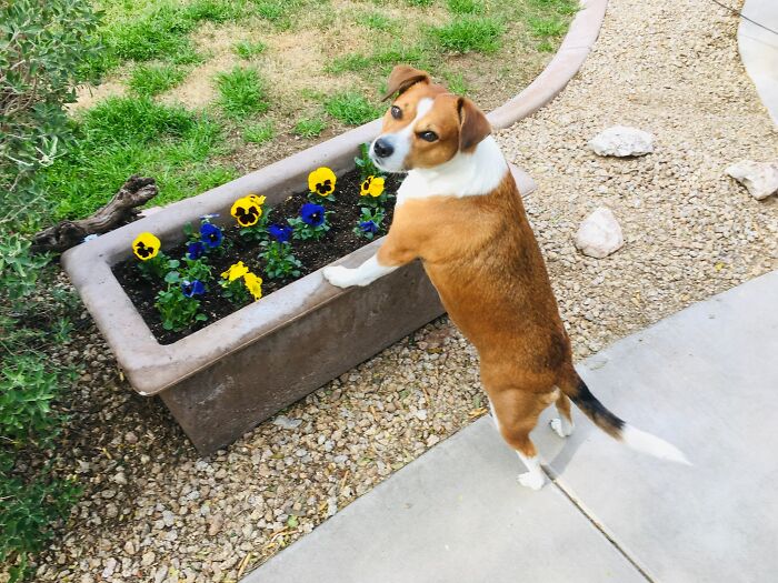 Daisy Mae, My Adorable Jack Russell/Beagle Rescue