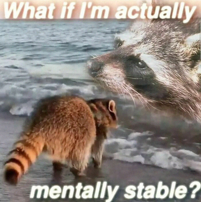 Adorable-Raccoon-Memes