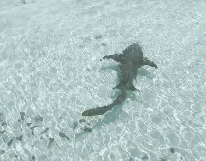 Dog Finds An Unlikely Best Friend In A Wild Nurse Shark, Goes Viral As Everybody Online Loves It