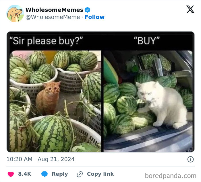 Funny-Wholesome-Memes