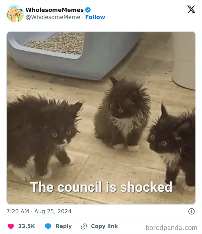 Funny-Wholesome-Memes