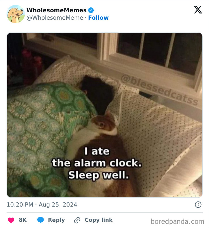 Funny-Wholesome-Memes