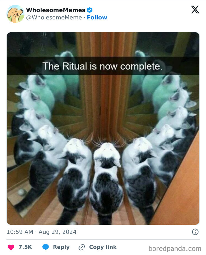 Funny-Wholesome-Memes