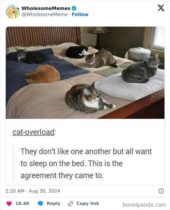 Funny-Wholesome-Memes