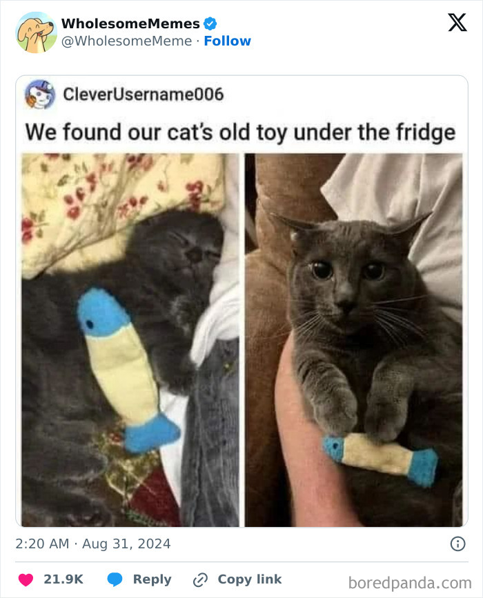 Funny-Wholesome-Memes