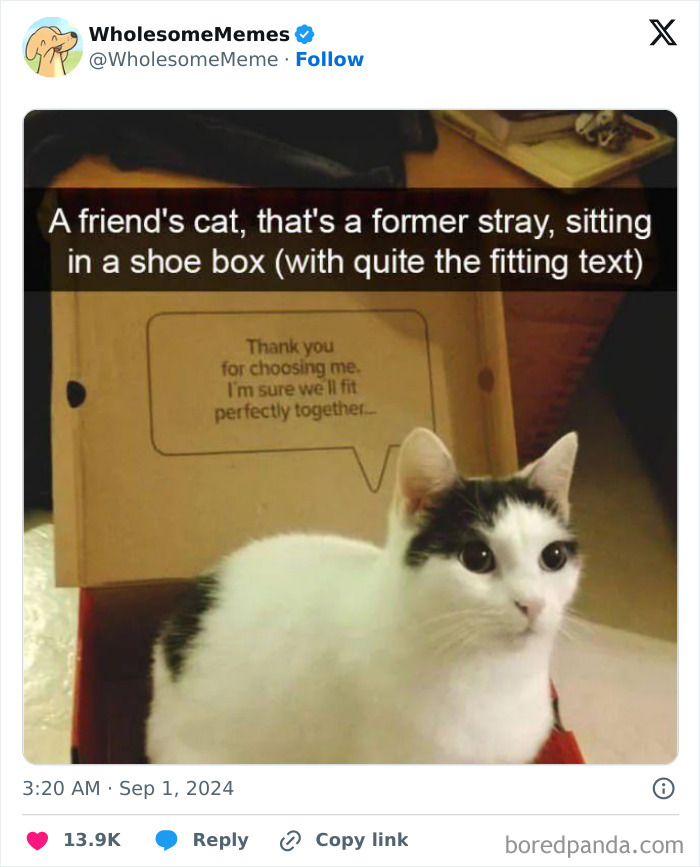 Funny-Wholesome-Memes