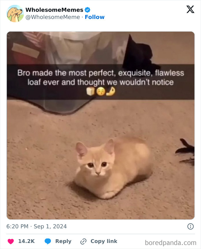 Funny-Wholesome-Memes