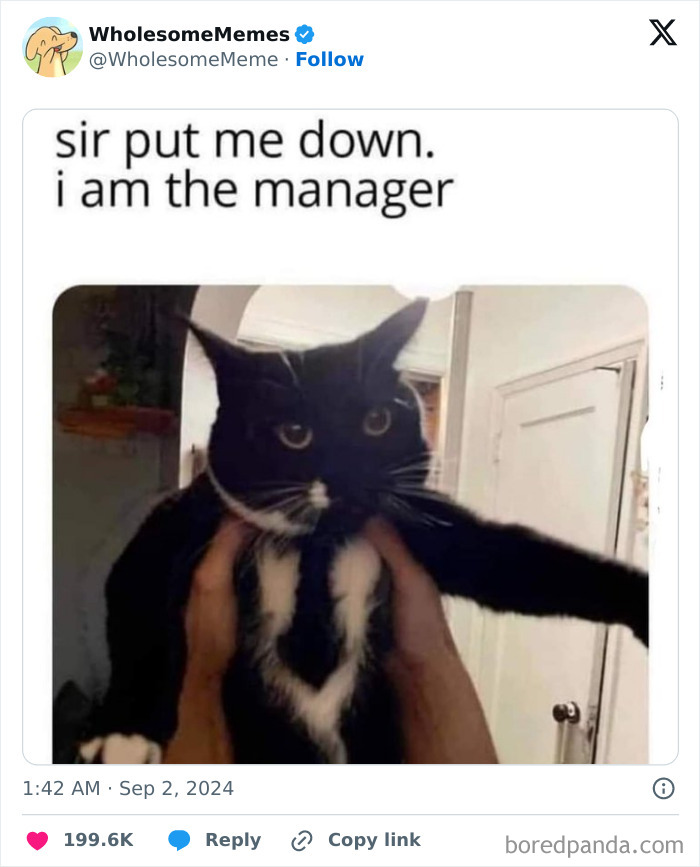 Funny-Wholesome-Memes