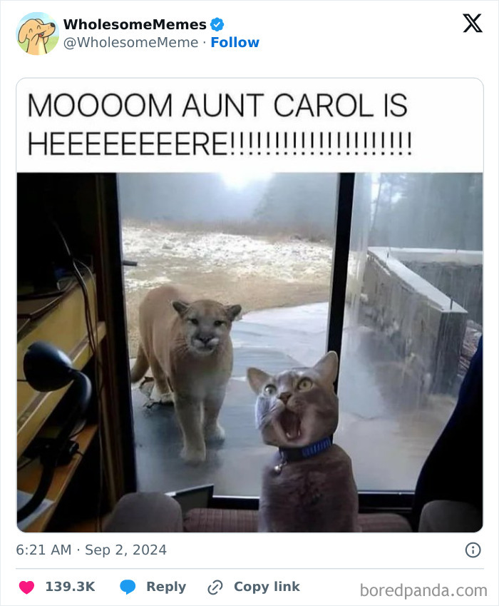 Funny-Wholesome-Memes