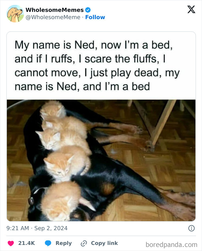 Funny-Wholesome-Memes