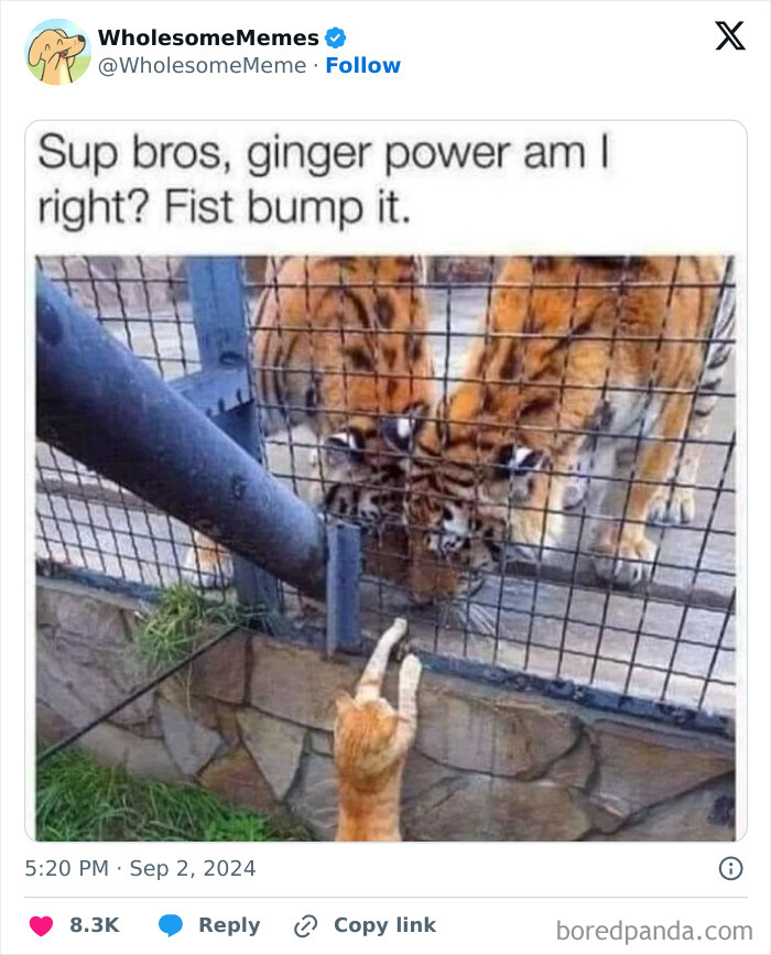 Funny-Wholesome-Memes