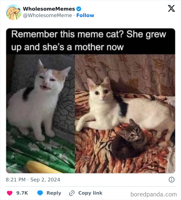 Funny-Wholesome-Memes