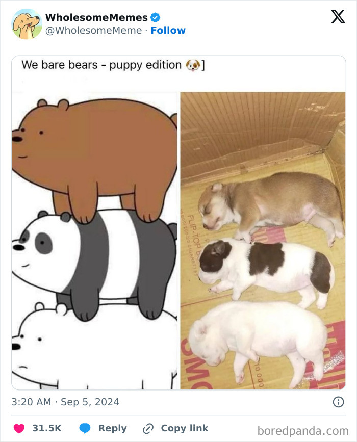 Funny-Wholesome-Memes