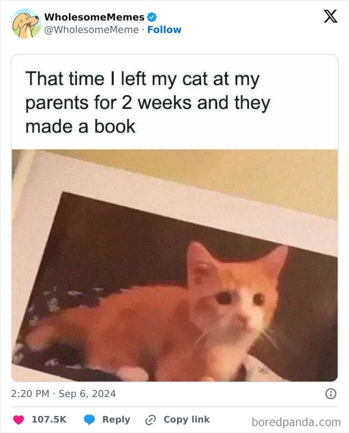 Funny-Wholesome-Memes