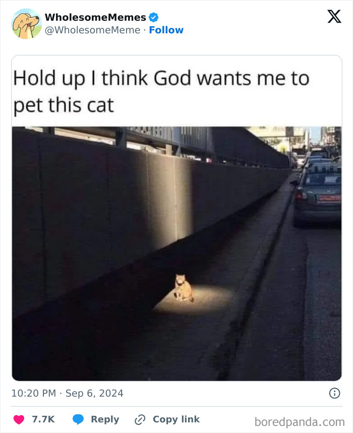 Funny-Wholesome-Memes