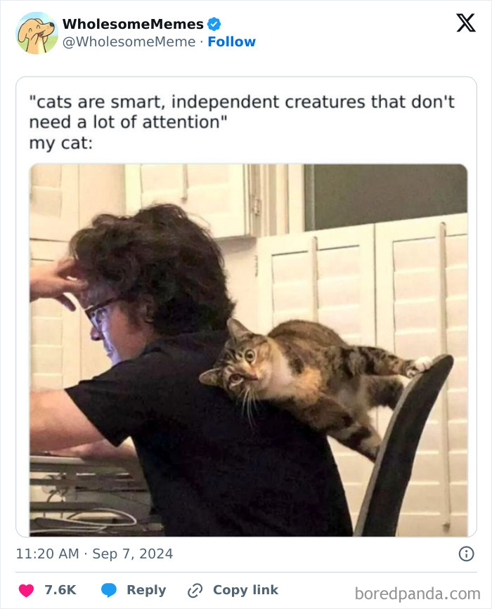 Funny-Wholesome-Memes