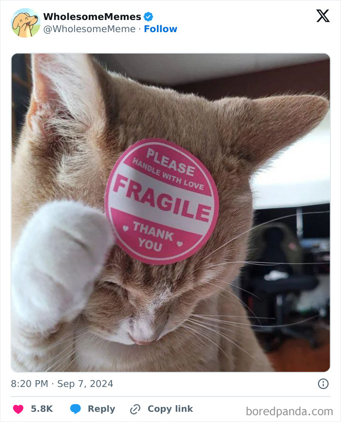 Funny-Wholesome-Memes