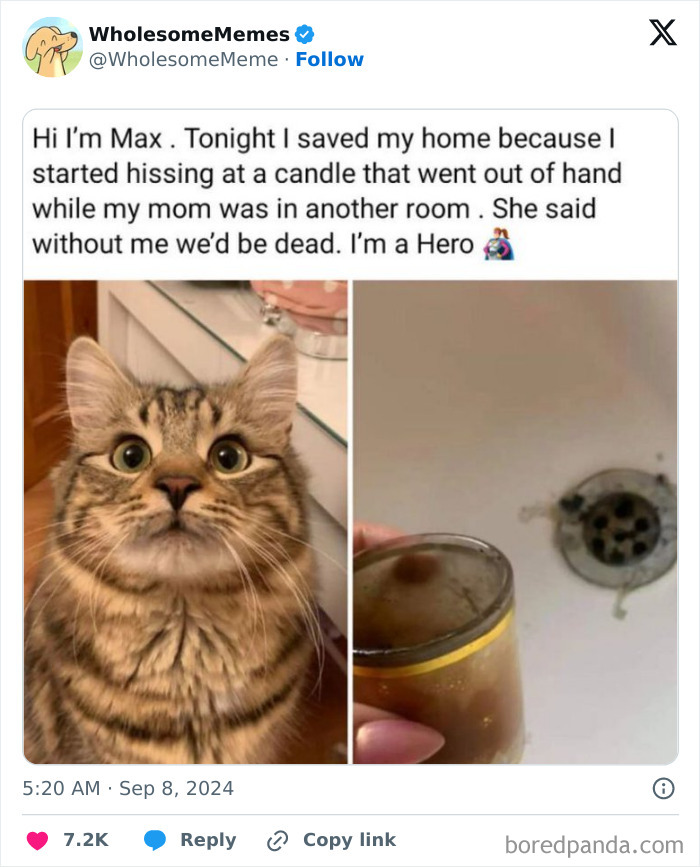 Funny-Wholesome-Memes