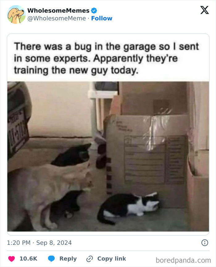 Funny-Wholesome-Memes