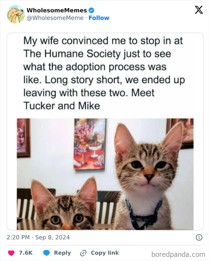 Funny-Wholesome-Memes