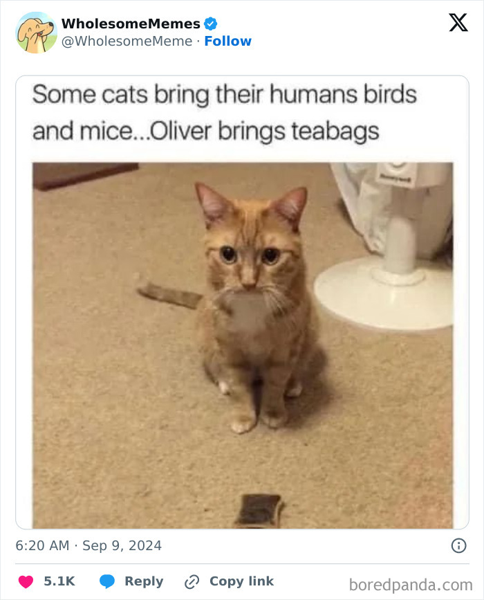 Funny-Wholesome-Memes