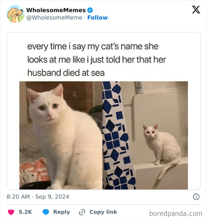 Funny-Wholesome-Memes