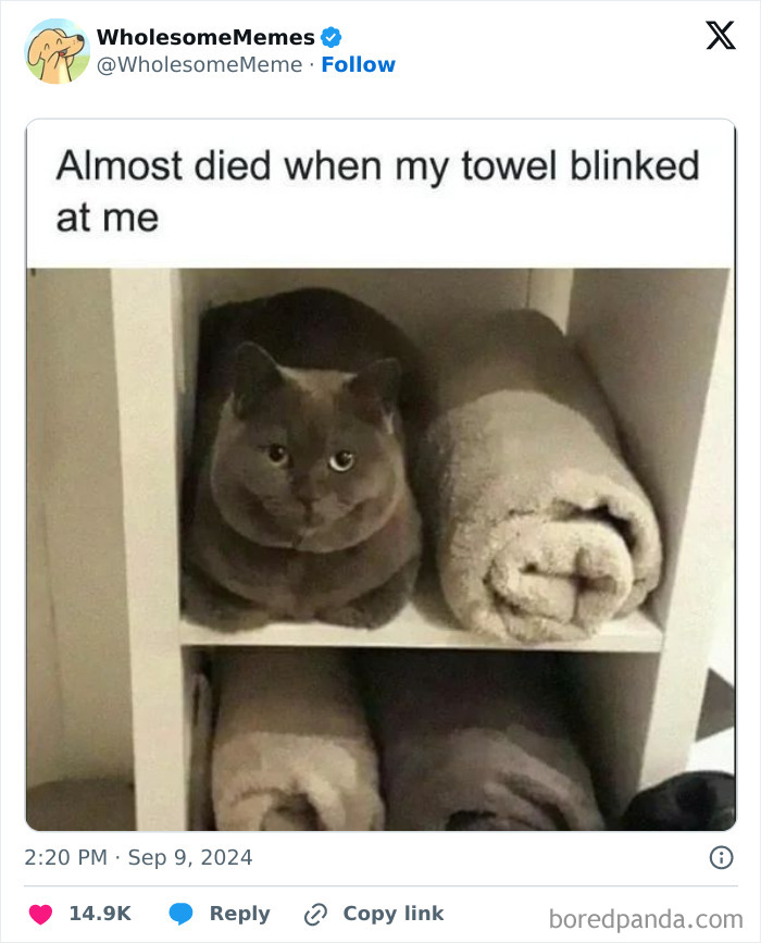 Funny-Wholesome-Memes