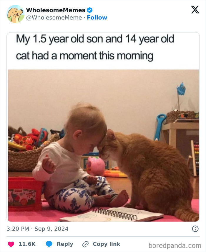 Funny-Wholesome-Memes