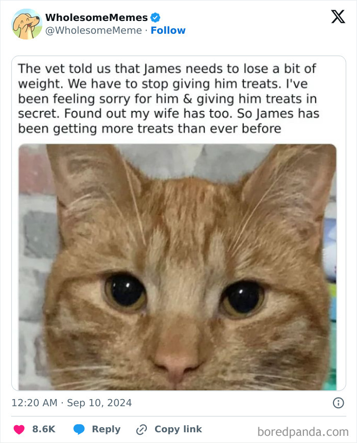 Funny-Wholesome-Memes