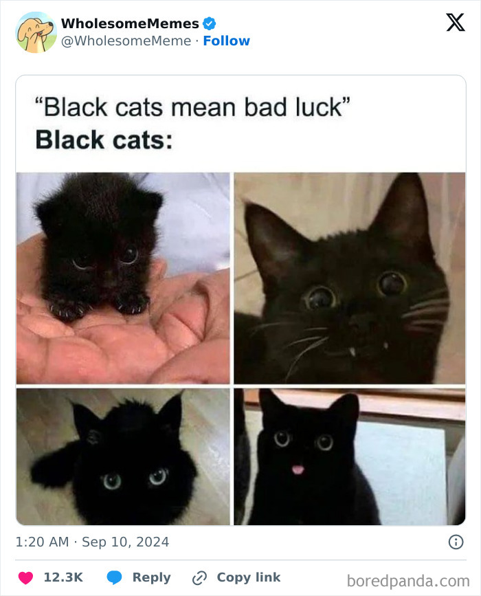 Funny-Wholesome-Memes