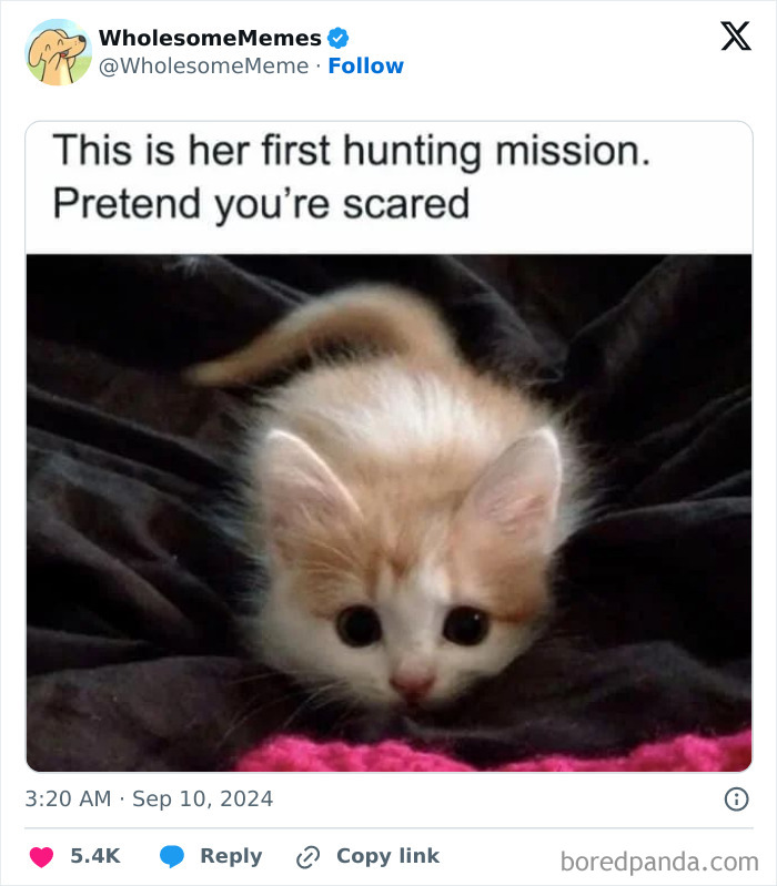 Funny-Wholesome-Memes