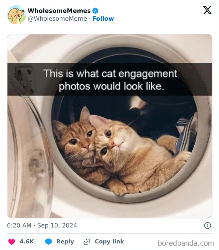 Funny-Wholesome-Memes