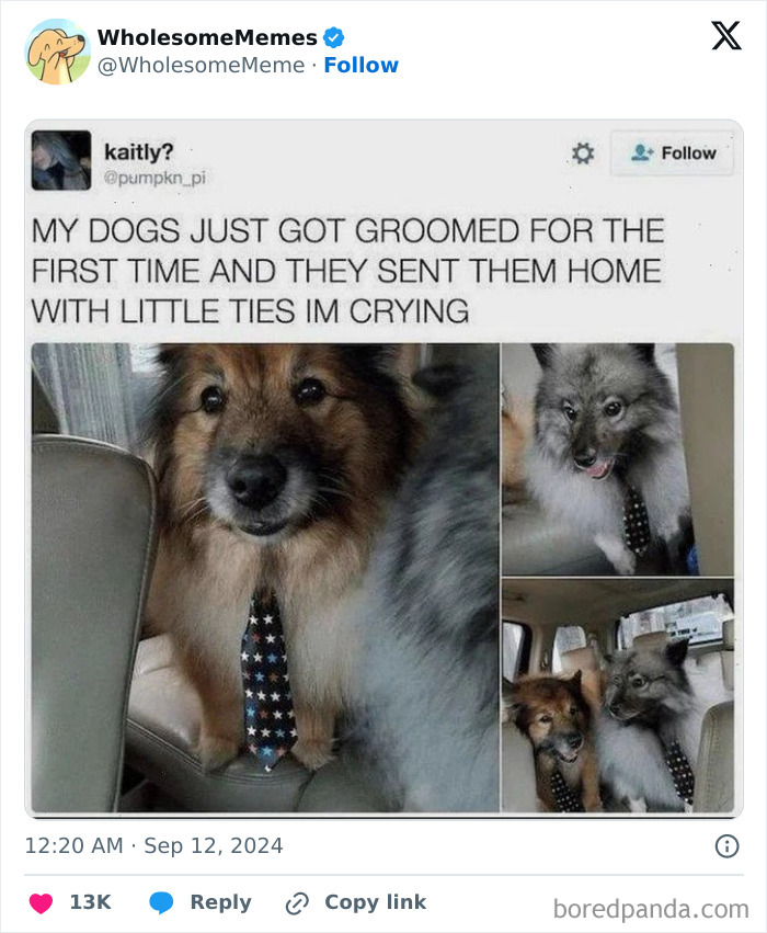 Funny-Wholesome-Memes