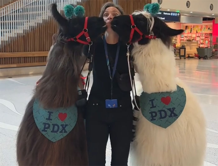 People Online Are Suddenly In Love With Portland Airport After Discovering They Have Therapy Llamas