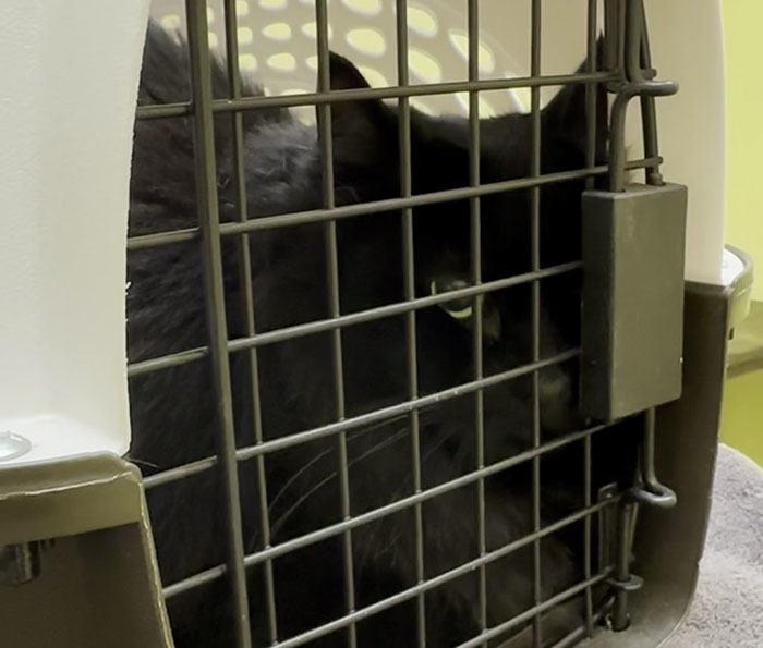 Vet Gets Bitten By A Cat During Appointment, Receives A Wholesomely Funny Apology Card From Her