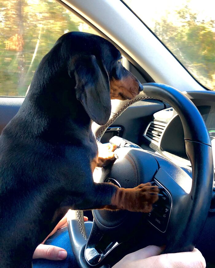 30 Internet Users Share Whether They Let Their Pets Sleep In Their Beds And Why